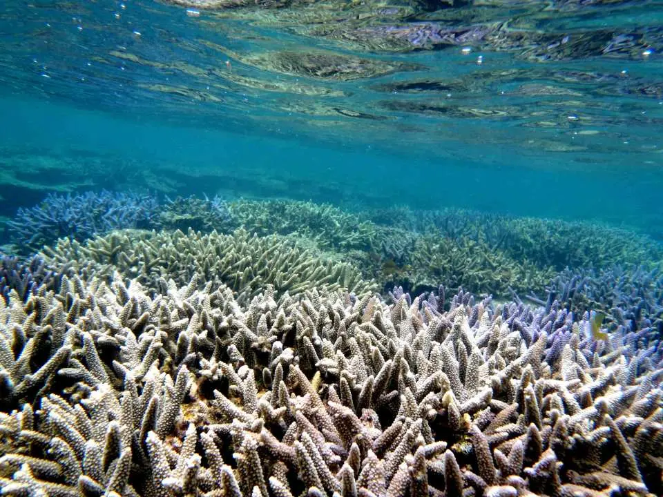 日本石垣島水下美麗的珊瑚礁群，展現其豐富的海洋生態和清澈的海水，是浮潛深潛的絕佳地點。