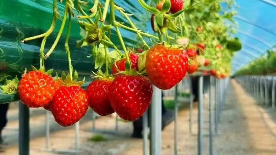 草莓農場體驗12月底-5月底(Strawberry Farm Experience )

可親手採摘新鮮草莓並現場品嚐的體驗型農場，深受親子家庭與情侶歡迎的人氣季節限定行程。
