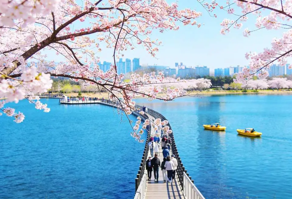 Hoa anh đào hồ Yeongnang