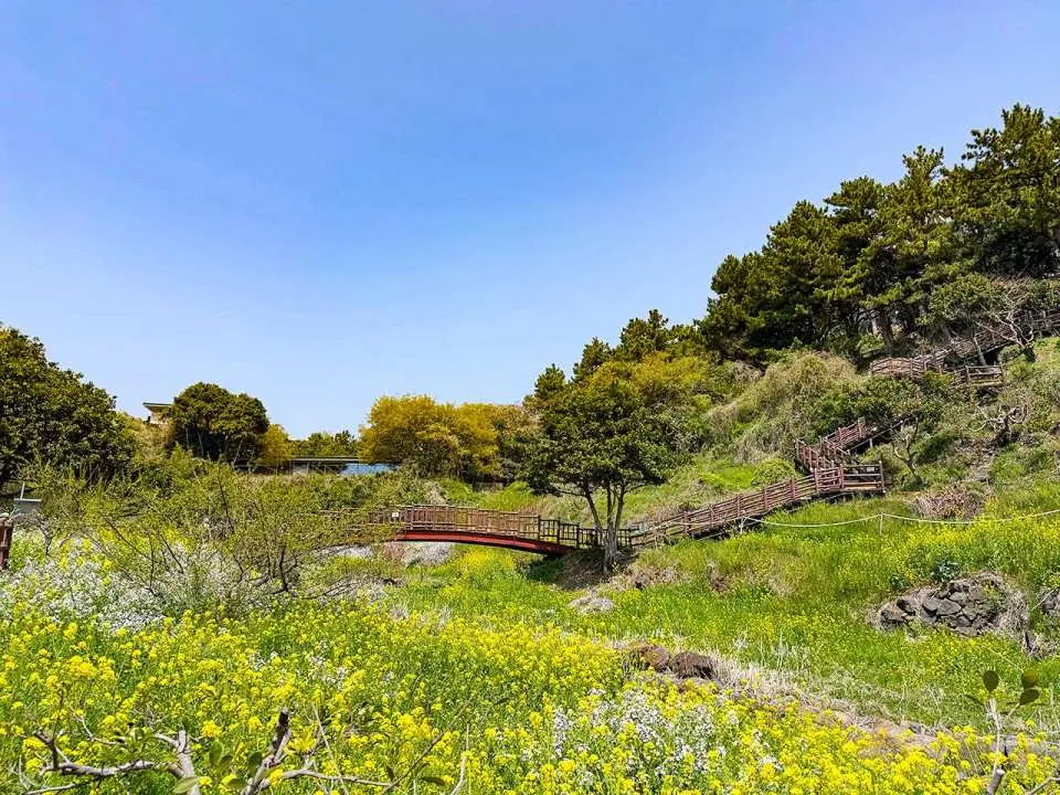 Walk through Eongdeongmul Valley, a hidden natural spot known for its peaceful scenery and seasonal canola flowers.
