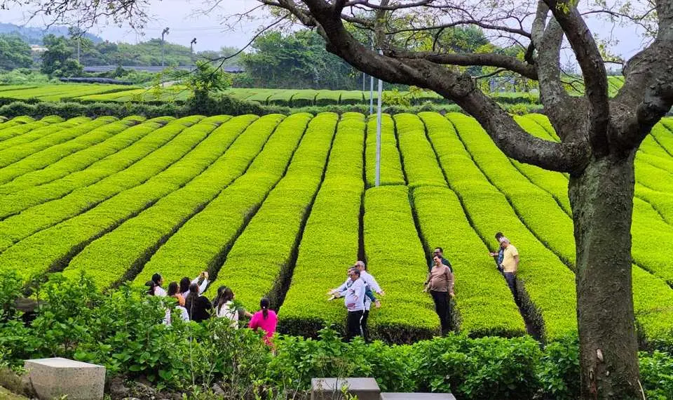 Stroll through the endless emerald-green tea fields of Osulloc and capture your 'photo of a lifetime' in one of Jeju’s most iconic landscapes. It is the perfect place to unwind while enjoying premium Korean tea culture and the refreshing scent of fresh tea leaves.