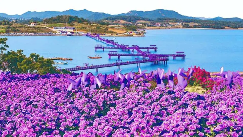新安「紫色島 (Purple Island)」：全世界的紫色皆聚於此，綻放在海上的浪漫童話

1. 全球矚目的神祕「紫色奇幻島」
從村莊屋頂、道路、電線桿到餐具，全都被染成了紫色，是全球唯一的色彩主題島嶼。漫步於連接半月島與博只島的壯麗**「紫色大橋 (Purple Bridge)」**上，盡情享受湛藍大海與鮮豔紫色對比出的強烈視覺饗宴。這裡不只是一座島，更是一件巨大的藝術品。

2. 以紫色穿搭 (Dress Code) 享受特別禮遇
玩轉紫色島最完美的方式，就是穿戴紫色單品！只要穿著紫色服裝、鞋子或帽子等任一單品，即可享有**「免費入場」의 優惠，還能感受彷彿成為島上一份子的趣味。與朋友、情人一起換上紫色系情侶裝或閨蜜裝**，拍下人生中最具**「氛圍感」**的絕美照片吧。

3. 全球 K-POP 粉絲的紫色約定：「I PURPLE YOU (紫愛你)」
紫色現在已不單純是一種顏色，更成為全球 K-POP 粉絲之間**「互相信任、長久相愛」的珍貴約定。在島上隨處可見的「I PURPLE YOU」標語與紫色裝置藝術前，留下對偶像的滿滿心意吧！這裡是「追星」與「療癒」**完美結合的最棒聖地。