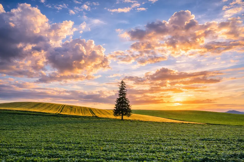비에이 크리스마스 트리: 드넓은 들판에 조용히 서 있는 나무는 소박하지만 잊을 수 없는 광경이며, 비에이를 방문할 때 꼭 봐야 할 대표적인 명소 중 하나입니다.