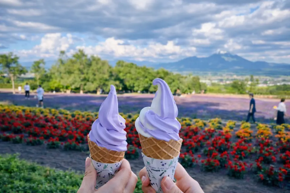 토미타 농장: 라벤더 개화 시기에는 은은한 꽃향기가 공기를 가득 채웁니다. 방문객들은 인기 메뉴인 라벤더 소프트 아이스크림(유료)을 즐기며 후라노의 여름을 상쾌한 추억으로 만들 수 있습니다.