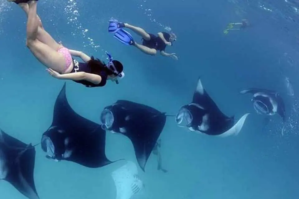 Snorkeling at Gamat Bay