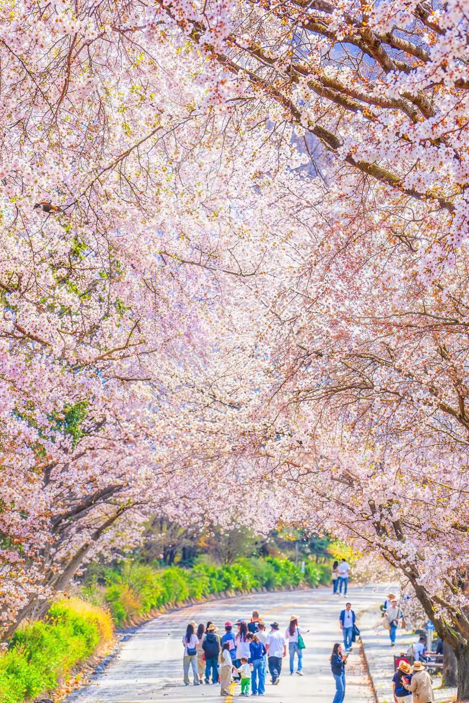 🌸 Chungju Lake Cherry-blossom Road
