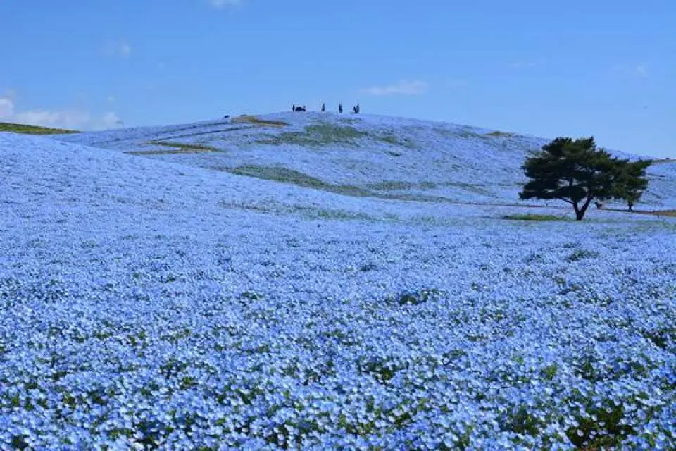 日立海濱公園的整個三晴山都被染成了藍色，與蔚藍的天空和大海交相輝映，景色蔚為壯觀。最佳觀賞時間為四月中旬至五月初。 *最佳觀賞時間可能會因天氣和其他因素而有所變動。 （圖：粉蝶花）