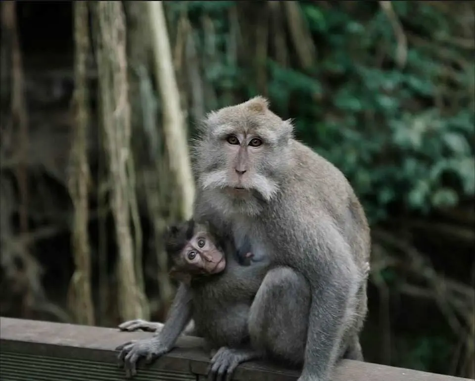 Begin your journey at the sacred Sacred Monkey Forest Sanctuary, home to hundreds of playful long-tailed macaques and ancient temple structures surrounded by lush jungle.