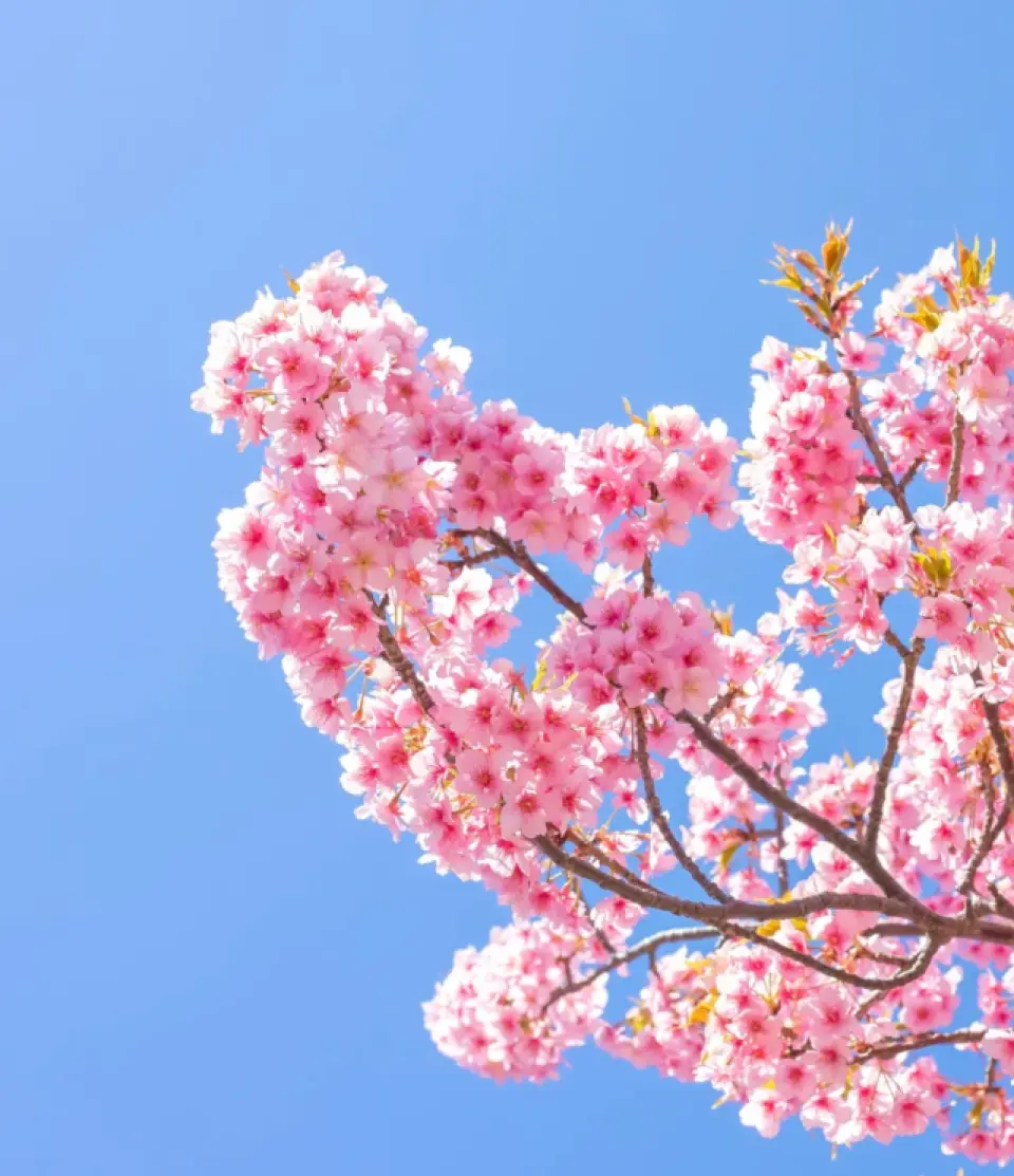 가와즈 벚꽃 축제는 매년 2월 초부터 3월 초까지 열립니다. 강변을 따라 늘어선 거리에는 먹거리 노점들이 즐비하며, 지역 수공예품도 구입할 수 있습니다.