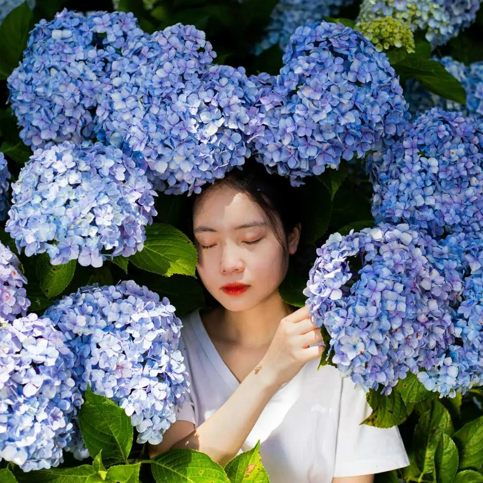 Kaohsiung Hydrangea + Tongyeong Culture and Food Day Trip: Kaohsiung Comic Garden (Hydrangea Festival) - Early summer hydrangeas bloom in a secret garden, colorful and perfect for taking photos.