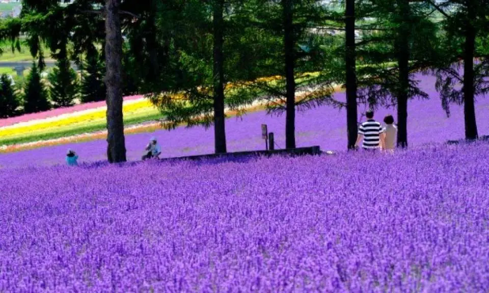 富田農場