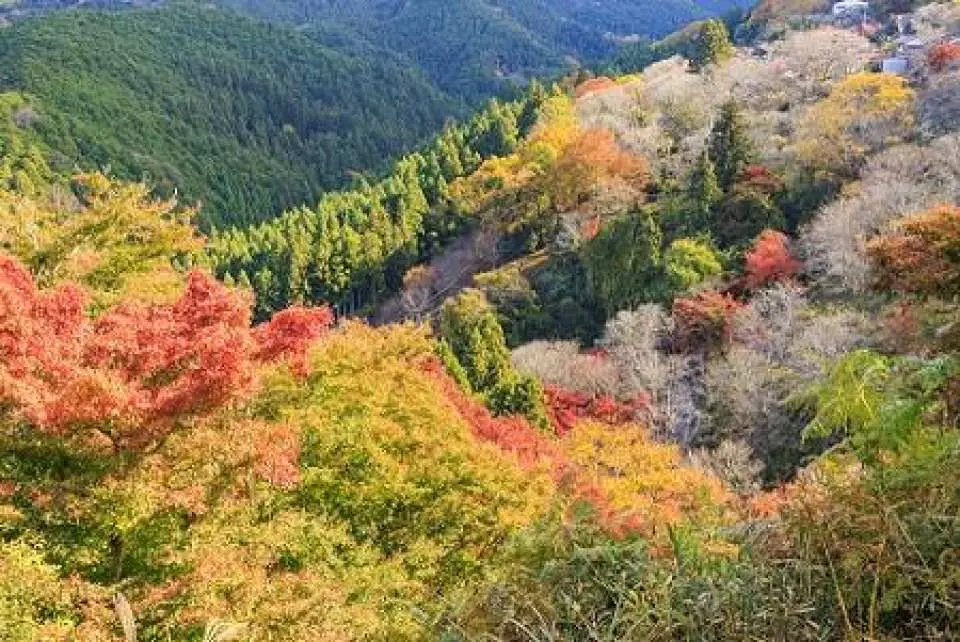 紅葉見頃な世界遺産吉野山（※イメージ/写真提供：ピクスタ）