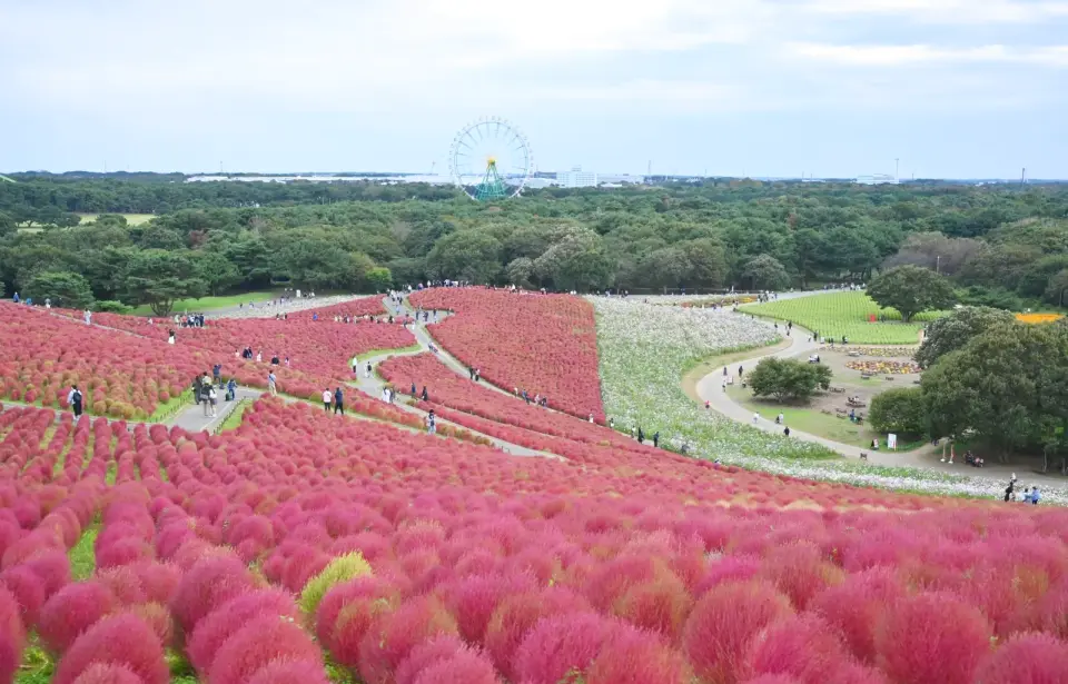 國營常陸海濱公園面積約200公頃的園內，隨處可見大規模的花園，春季是水仙、鬱金香，初夏是粉蝶花、薔薇，夏天是百日菊,秋天是掃帚草、大波斯菊等等，四季都有特色各異的花草供遊客觀賞。 園內備有自行車專用線路，可搭乘自行車巡迴觀賞。園區內還有25種以上吸引人的「娛樂花園」、 林間體育廣場、野餐廣場等等，供遊客盡情享受。