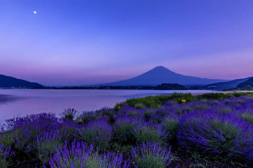 大石公園 位於山梨縣河口湖畔的北岸，是欣賞富士山與湖畔花卉景觀的最佳地點之一。園區緊鄰「河口湖自然生活館」，不僅交通便利，還擁有視野極佳的觀景平台，可以同時將雄偉的富士山與河口湖的湖光山色盡收眼底。