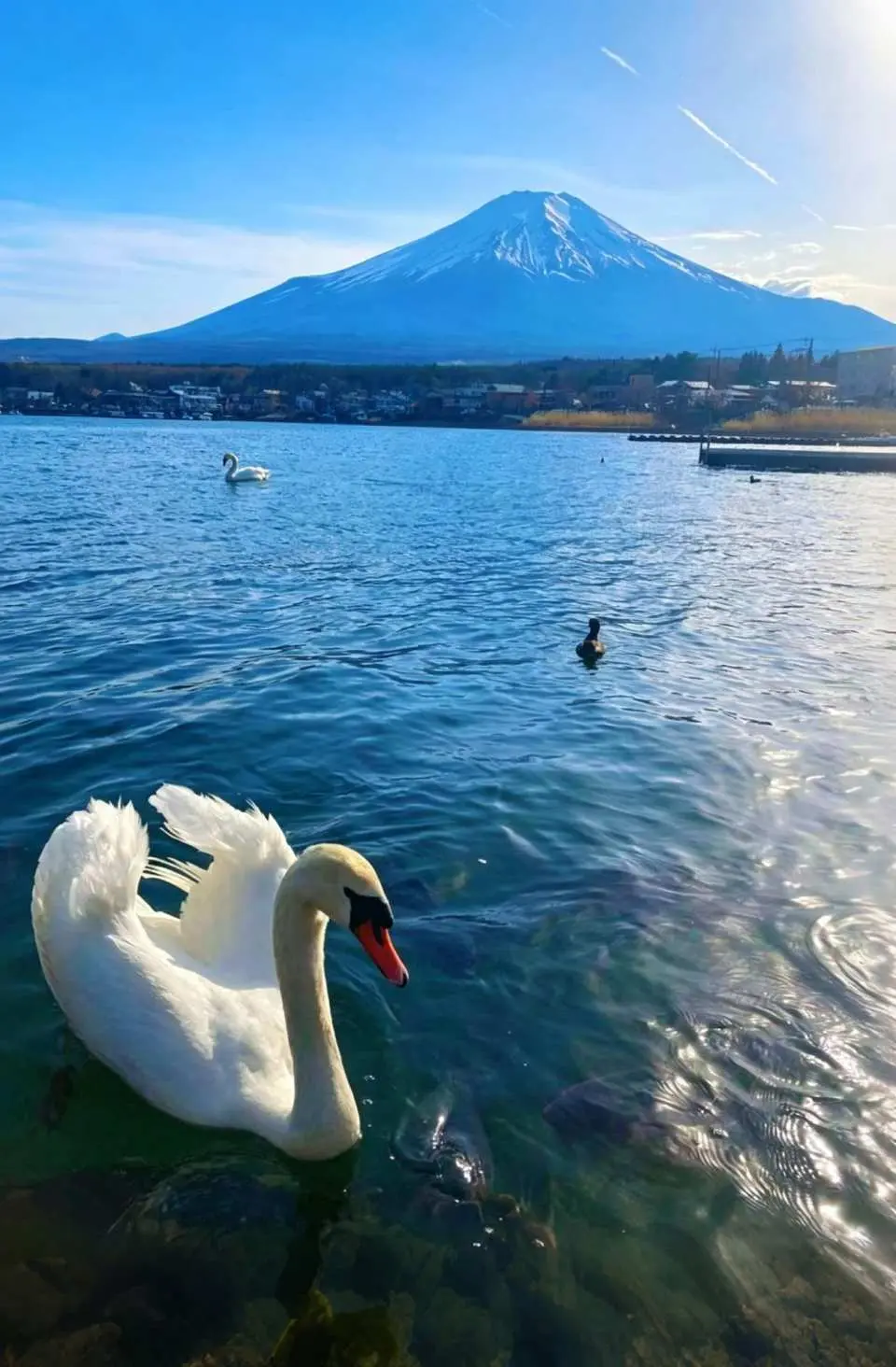 在清澈如鏡的山中湖，近距離欣賞富士山的雄偉壯麗和天鵝，留下難忘的回憶。