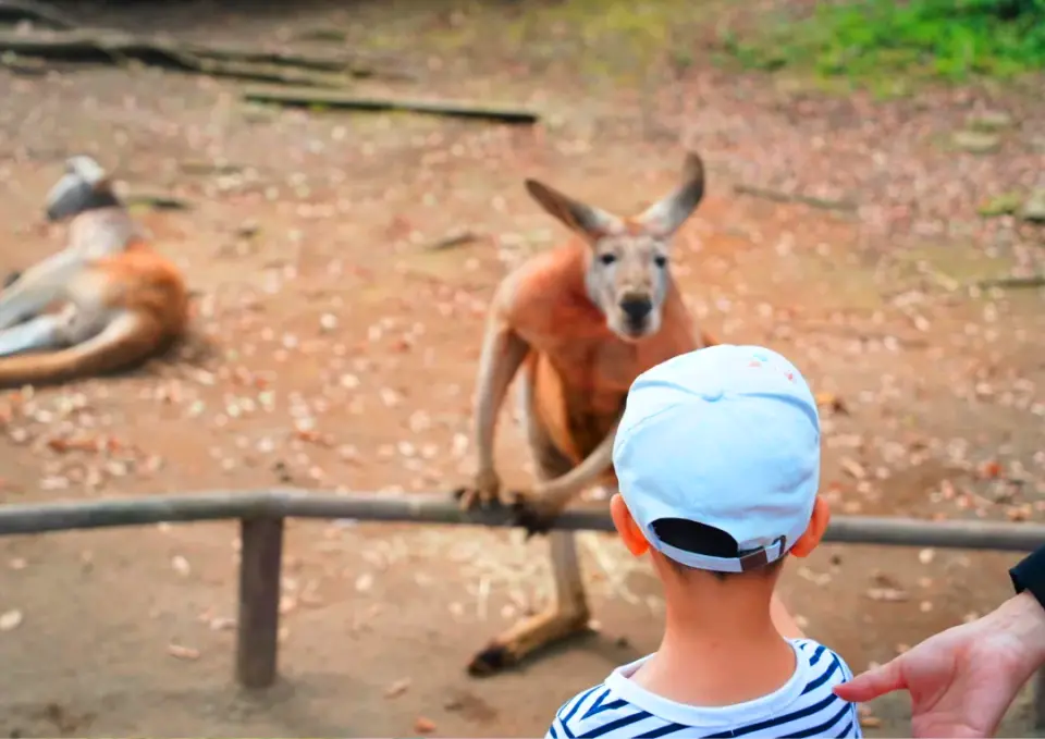 除了震撼的野生動物觀賞體驗外，園區還特別設有親子互動區域，小朋友可以近距離接觸水豚、豚鼠、兔子等溫馴可愛的動物。在工作人員指導下體驗餵食互動，感受動物毛茸茸的觸感，讓孩子在玩樂中學習生命教育與自然知識。