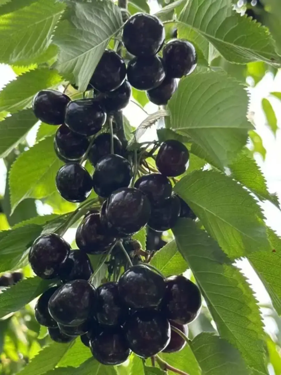 8月 - 10月預計摘採水蜜桃或葡萄。