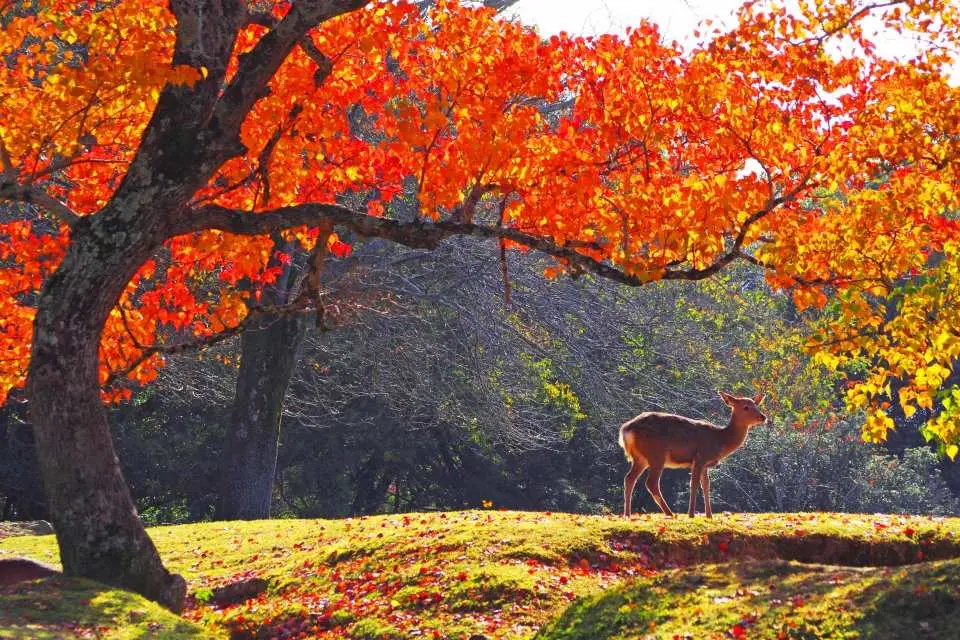 奈良公園には、1000頭を超えるニホンジカが自由に暮らしています。並木道を散策すれば、愛らしい鹿たちと間近で触れ合えるだけでなく、古刹、紅葉、そして自然が織りなす美しい景色も楽しめます。奈良で最も人気のある紅葉スポットであり、秋の写真撮影スポットとしても知られています。