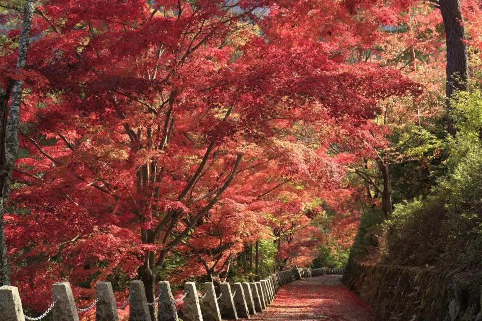 吉野山世界遺産の奥深くに位置する吉野山奥千本は、原生林に囲まれた人気の紅葉観光スポットです。曲がりくねった道を散策しながら、カエデ、ブナ、ナツメなどの木々が織りなす幾重にも重なる秋の色彩を堪能し、都会の喧騒から離れた静寂な雰囲気を味わうことができます。