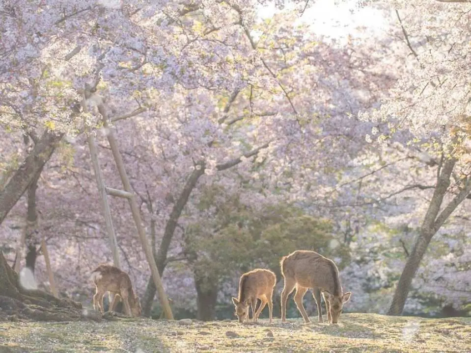 春に訪れると、奈良公園の桜が満開になり、ピンク色の花畑とのんびりと散策する鹿たちが互いに引き立て合い、奈良を代表する春の風景を堪能できます。