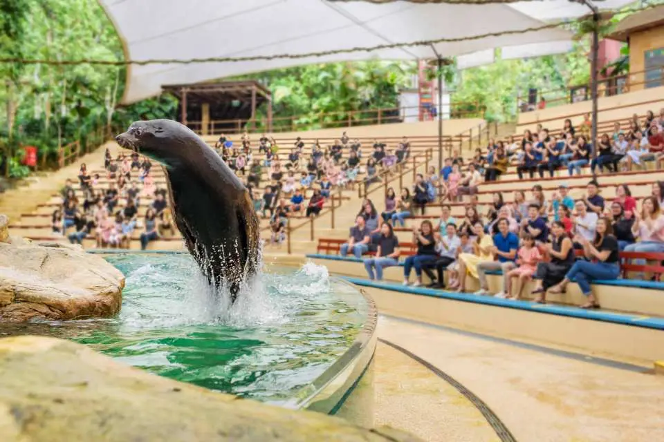 Catch our presentations to witness the amazing talents of our animals alongside their trainers at Singapore Zoo.
