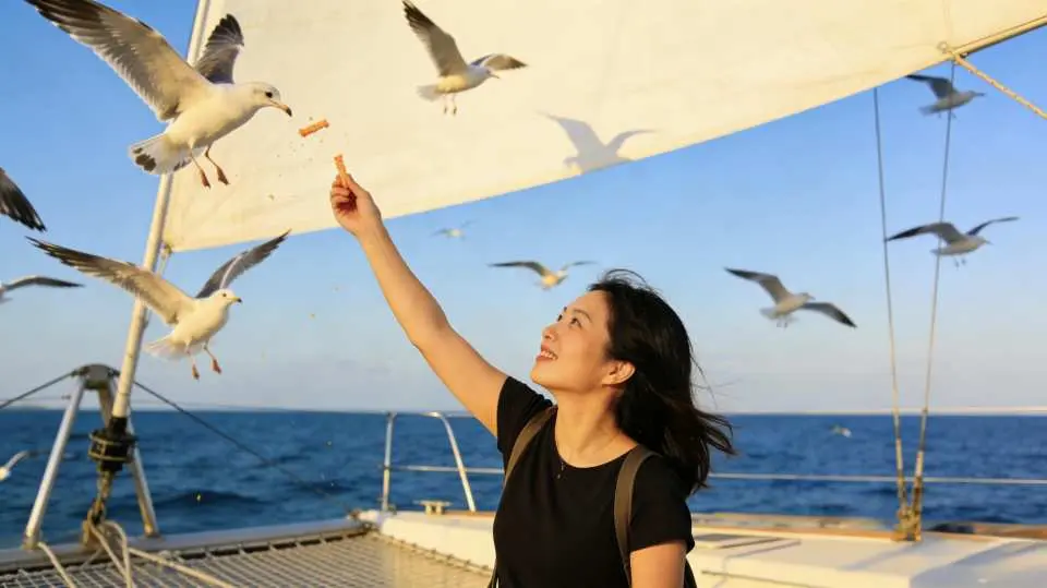 Feeding seagulls at Wolmi Island: A healing and unforgettable experience. Take a boat trip out to sea to feed the seagulls, get up close to nature, and create special memories.