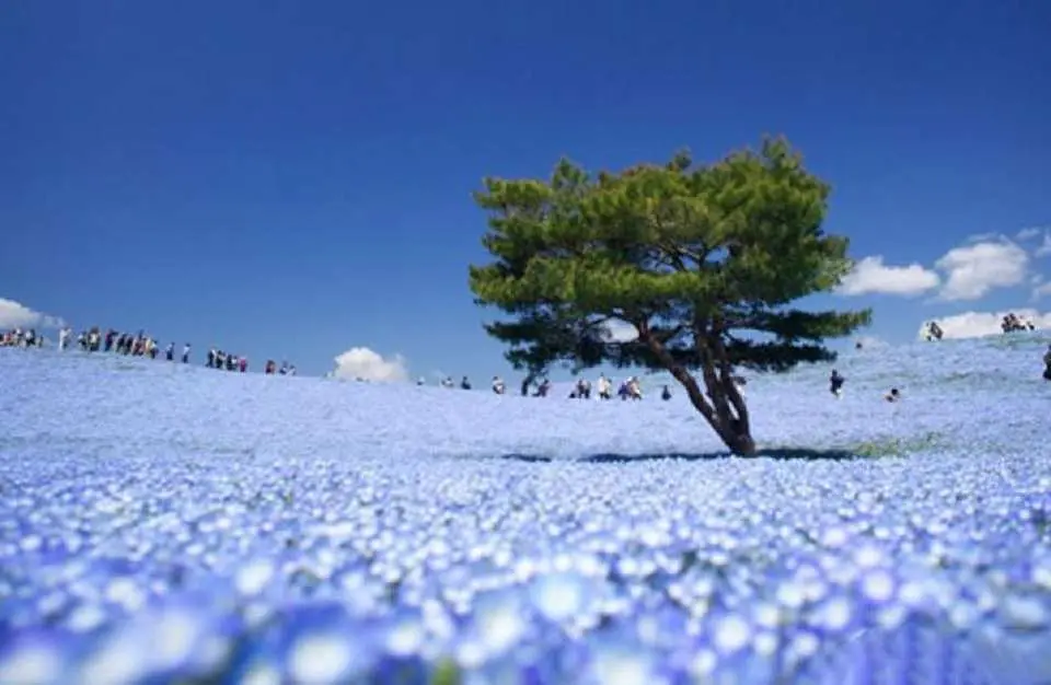 ひたち海浜公園の美春のヶ丘が青一色に染まっています！ネモフィラの花が咲き誇る、息を呑むような絶景をお楽しみください。
