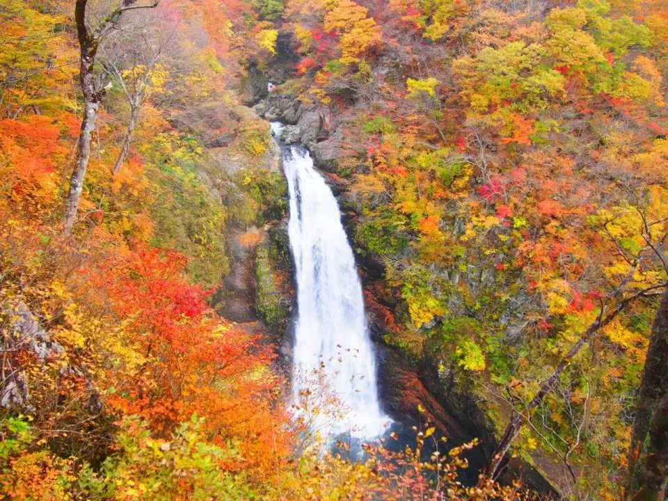 秋保瀑布：日本瀑布百選紅葉名所，最佳賞楓期：約10月下旬～11月上旬。（2026年11月5日 - 11月30日出發限定）

秋保瀑布位於仙台市郊外，瀑布高約55米、寬約6米，是日本知名瀑布之一，與那智瀑布、華嚴瀑布 齊名，並稱為日本三大名瀑，也被列入“日本百名瀑”。