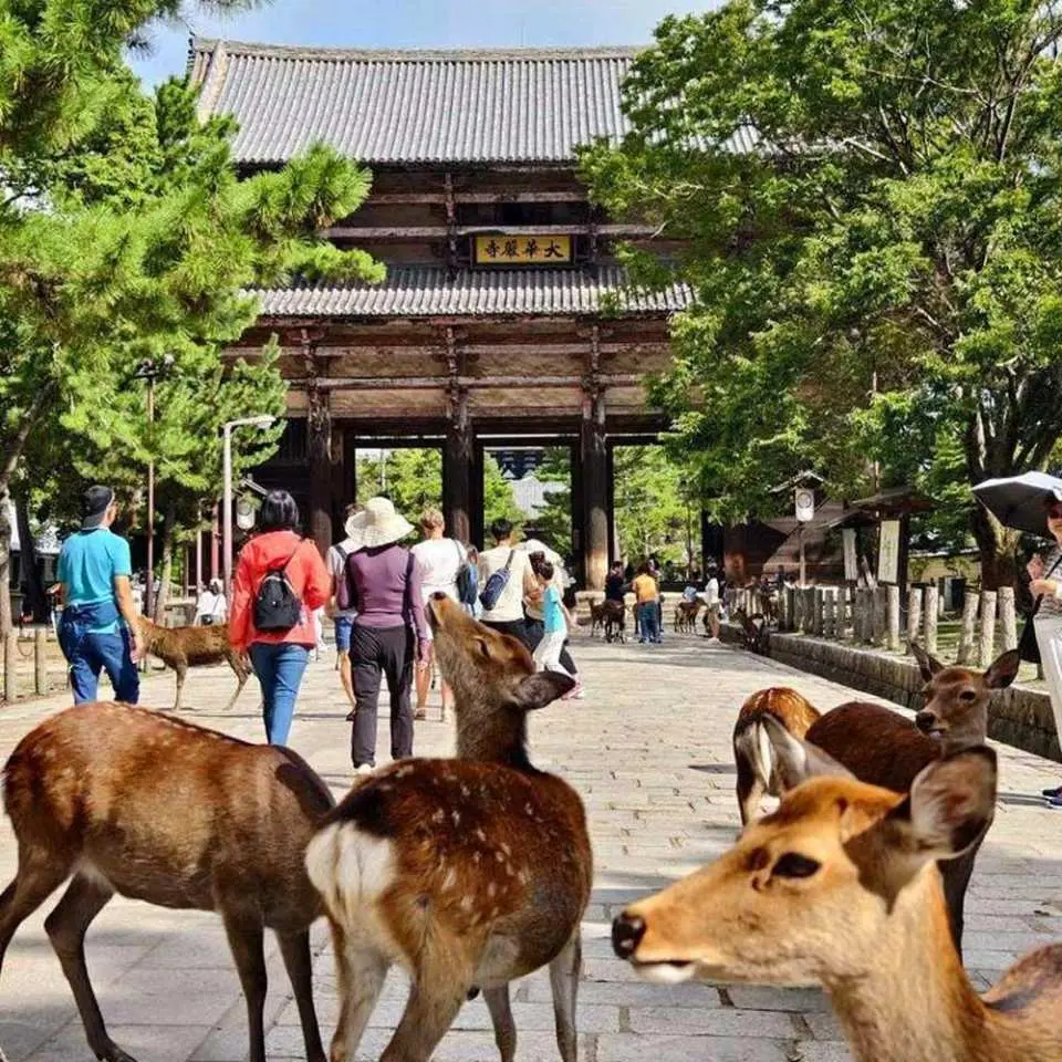 奈良公園