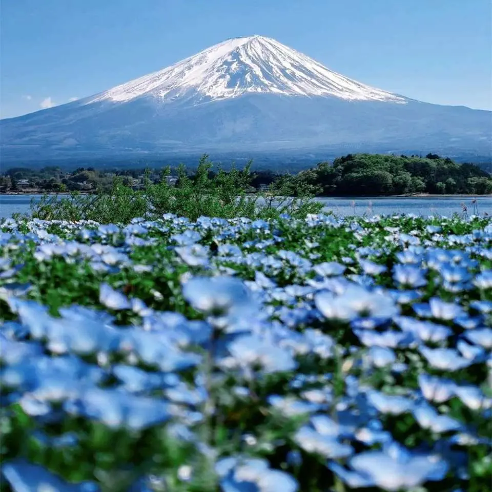 河口湖粉蝶花