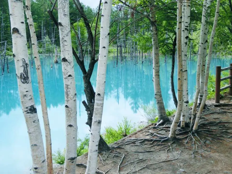 青池因矿物质形成梦幻蓝色水面，搭配枯木倒影，是北海道极具代表性的拍照秘境。