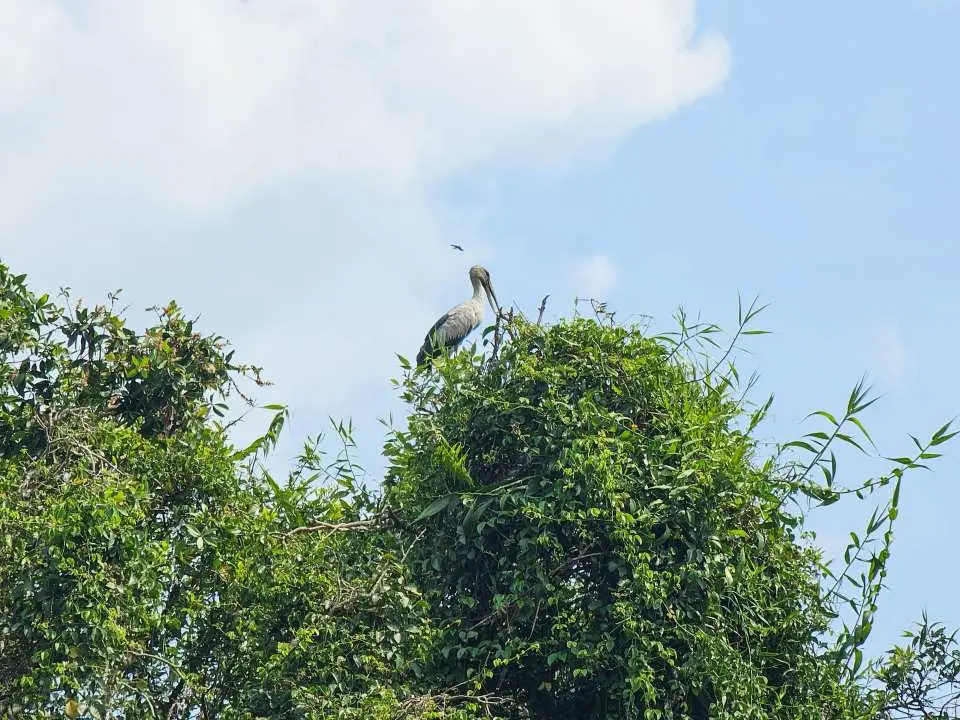 Home to over 20,000 birds from dozens of species, the Can Gio Bird Sanctuary is one of the most important wetland bird habitats 
in Southern Vietnam. Depending on the season, you may observe: Painted Storks, Pelicans, Black-faced Spoonbills, and many more 
migratory and resident species in spectacular numbers.
