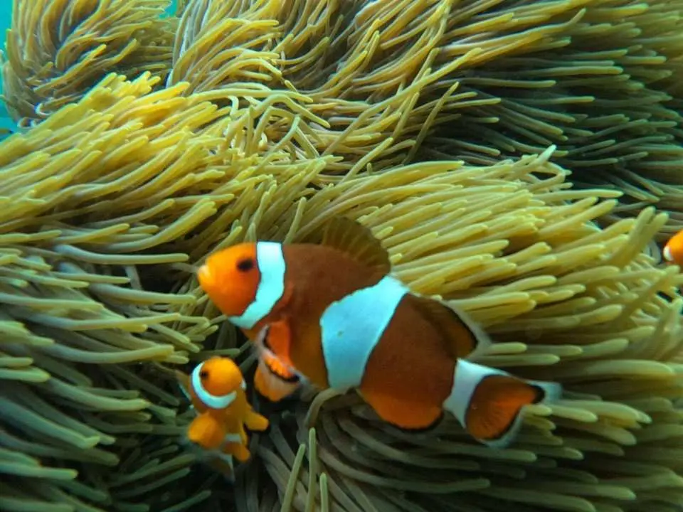 Enjoy snorkeling at two of Bali’s top spots : Blue Lagoon beach and Tanjung Jepun beach