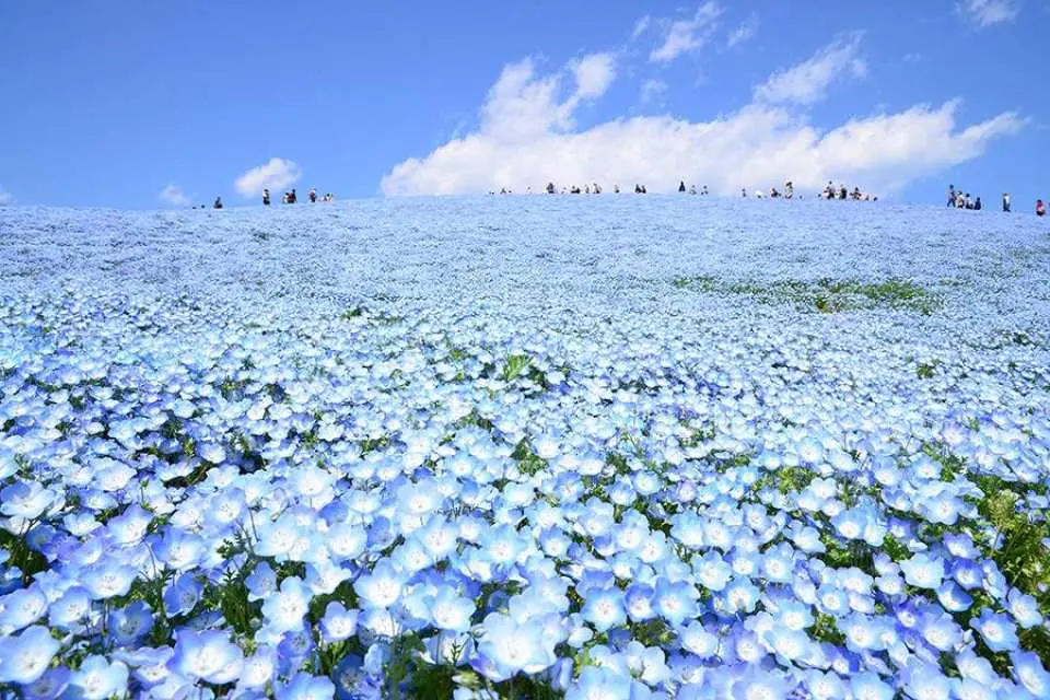 Hitachi Seaside Park Nemophila