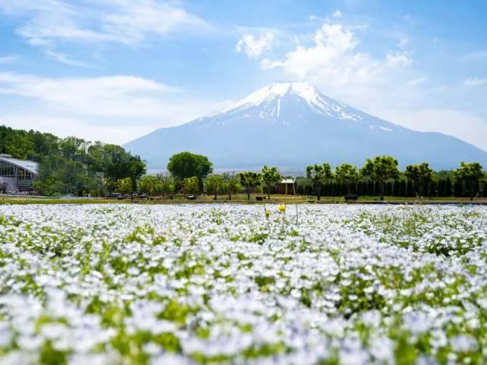 山中湖花卉公园