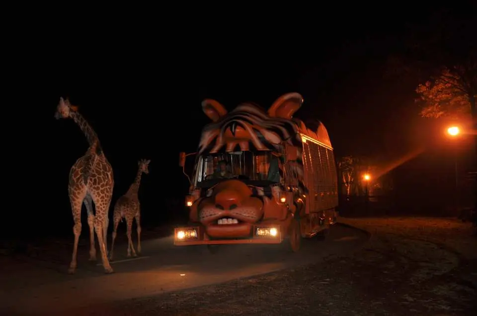 隨著夕陽西下，前進夜間野生動物園，展開一場與白天截然不同的野生探險。