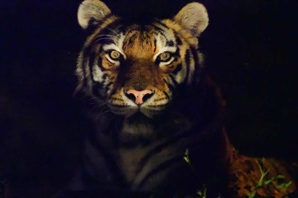 幕降臨後，獅子、老虎等大型猛獸逐漸活躍起來，展現最真實的野性姿態。