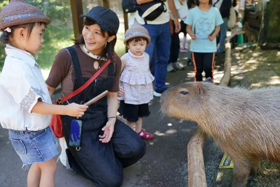 除了野生動物區外，園區內還設有深受大小朋友喜愛的動物互動區。在這裡可以近距離接觸袋鼠、水豚、兔子、天竺鼠等溫馴可愛的動物，感受與動物互動的樂趣。