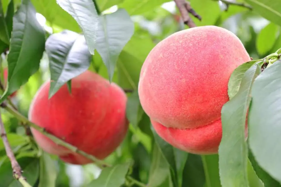 季節の果物。甘い「桃狩り」をお楽しみください。（試食付）