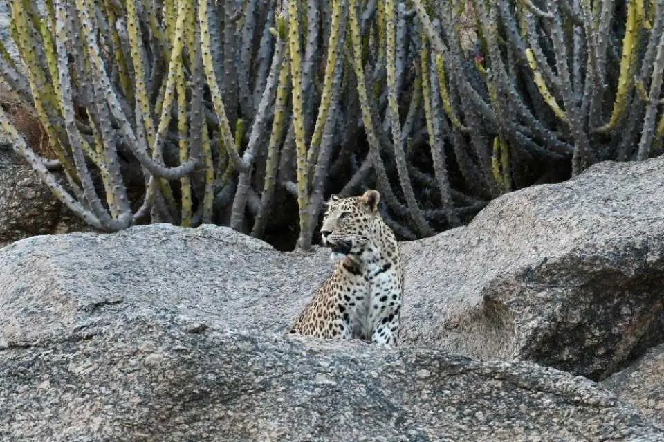 End the day with an exhilarating leopard safari in Jawai. Drive through rugged granite hills and riverbeds to spot leopards in their natural habitat, along with hyenas, crocodiles and migratory birds. The safari often concludes with a breathtaking sunset.