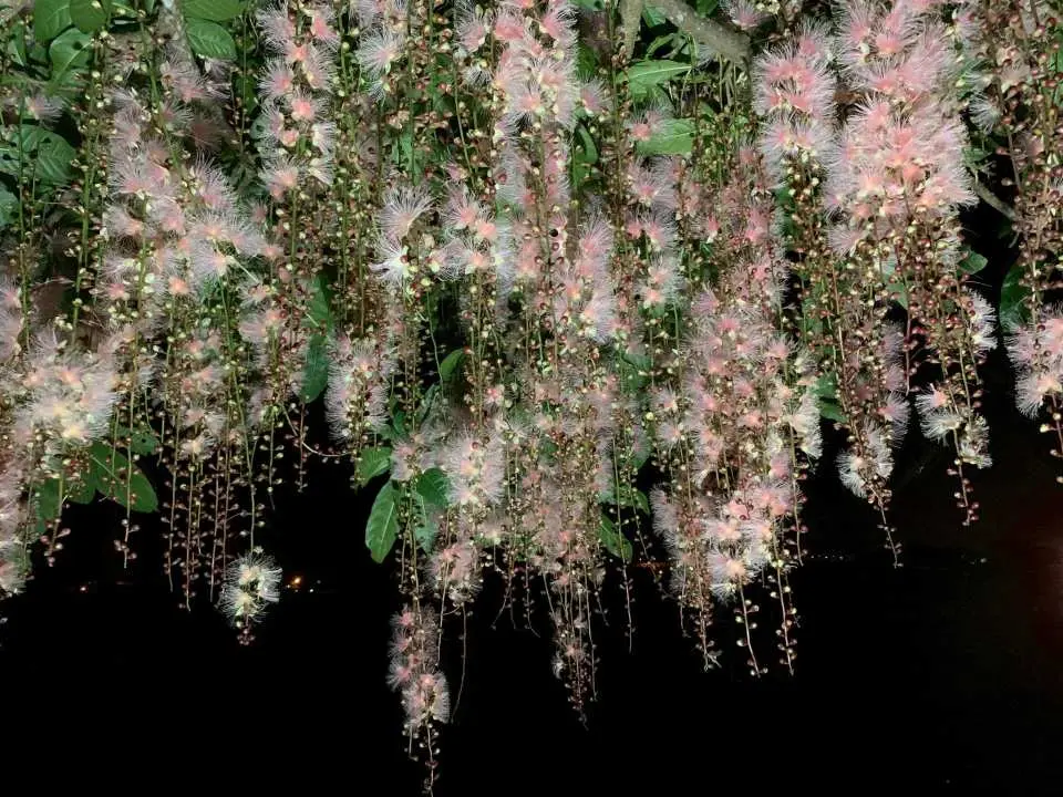 冬山河穗花棋盤腳夜幕下綻放如煙火般的白色花朵，沿著河岸悄然上演一場短暫而絢麗的自然盛宴。