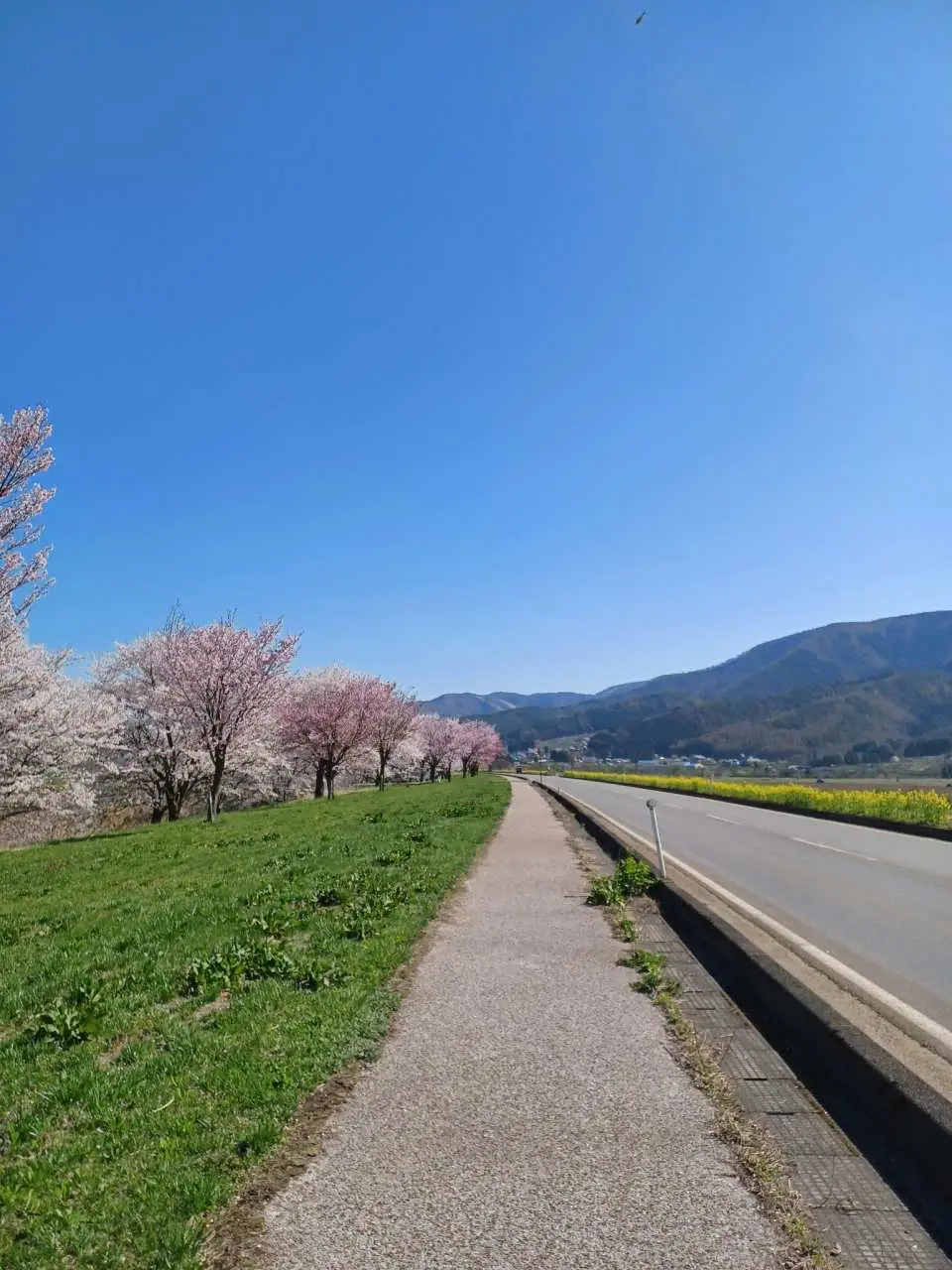春は桜と菜の花街道です