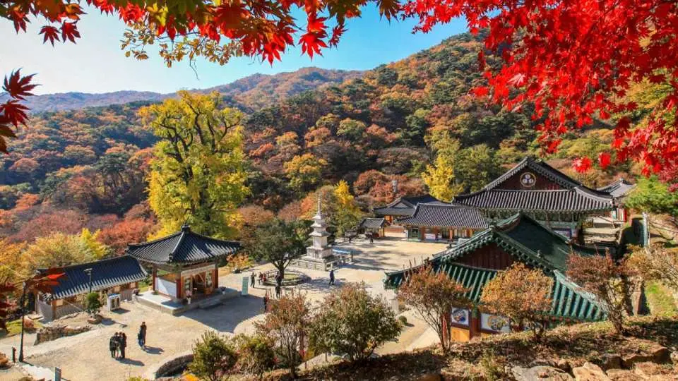 拥有树龄超过 1,100 年的千年银杏树，被指定为韩国天然纪念物第 30 号，秋季金黄色银杏与古寺相映成趣，吸引无数旅客前来朝圣与拍照。