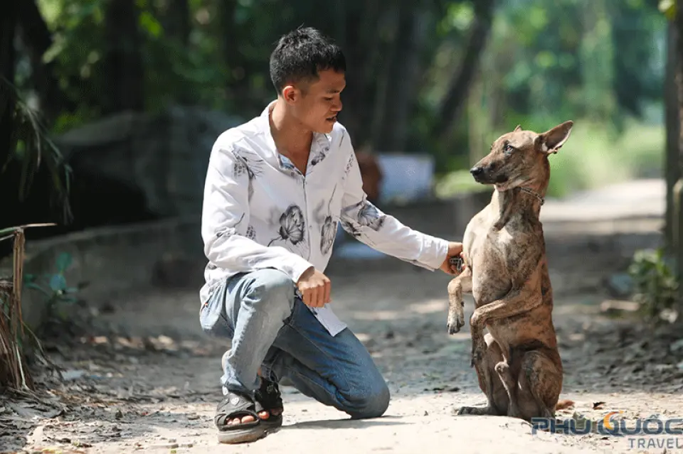 Phu Quoc Ridgeback Dog Farm: Besides pearls, pepper, and fish sauce, Phu Quoc is also famous for another interesting specialty: the Phu Quoc Ridgeback dog. There are farms on the island that breed these adorable animals, and visitors can stop by to see them. This is a wonderful experience for tourists who love ridgeback dogs. Especially, after the visit, if you like, you can buy a Phu Quoc Ridgeback dog to keep as a pet. The farm owner offers a service to send the cute pet to the address you request.