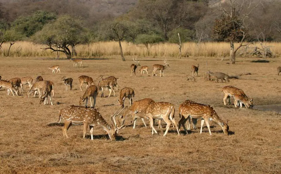 Guests will be picked up from their desired location in Khajuraho and driven to Panna National Park for an exciting tiger safari experience.