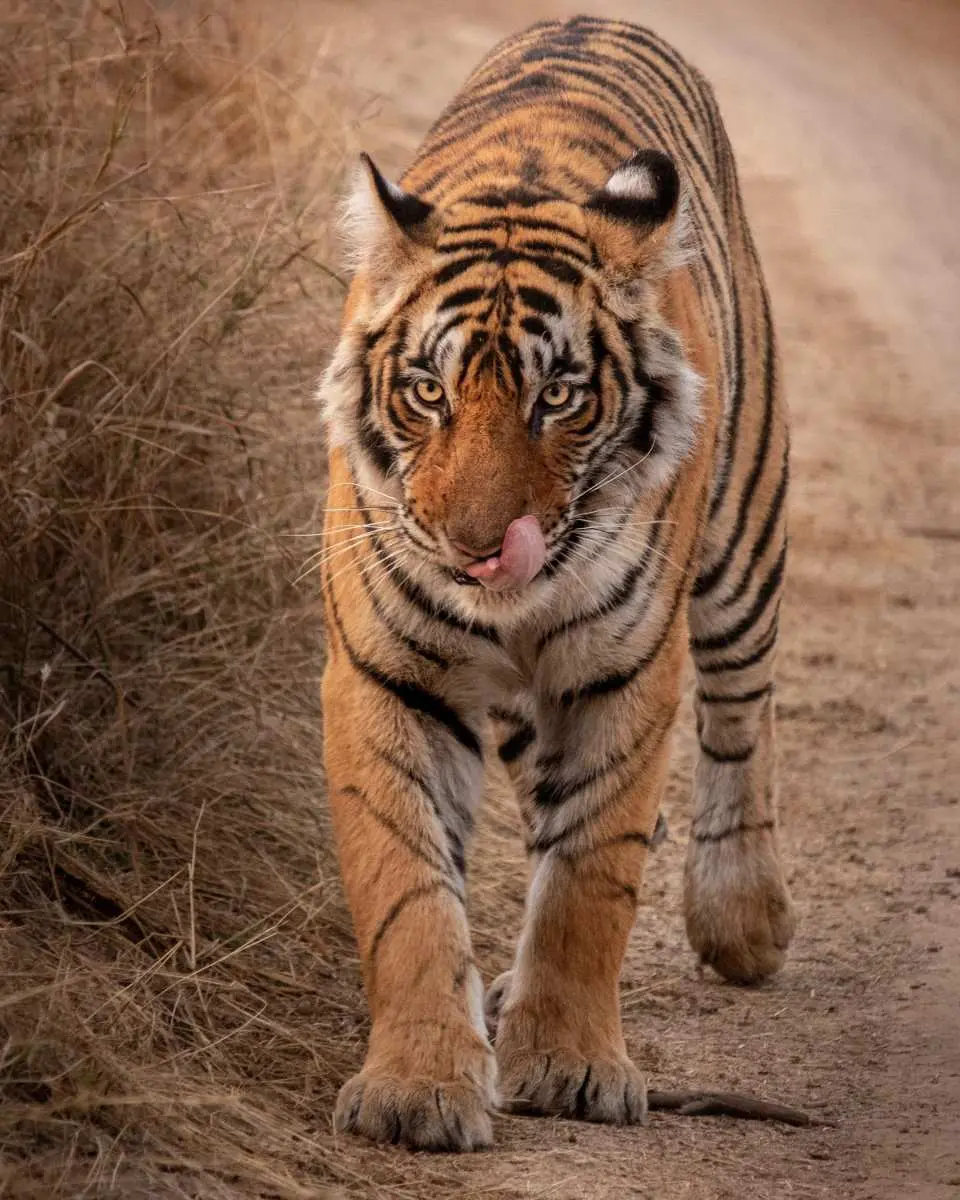 Explore Khajuraho's stunning temples and then venture into the wild for a thrilling tiger safari. Witness ancient art and majestic wildlife in one unforgettable day.