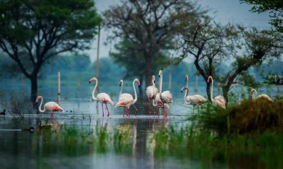Keoladeo National Park (Bharatpur) is a world-renowned birding paradise hosting over 370 species of resident and migratory birds. During the winter, it becomes a vital refuge for thousands of waterfowl like Bar-headed Geese, Pelicans and Pintails traveling from Siberia and Central Asia. The park is also famous for the spectacular courtship dance of the Sarus Crane and its massive nesting colonies of Painted Storks and Herons. After that go head to Fatehpur Sikri.