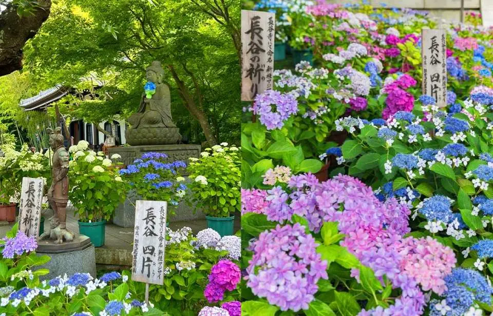 鎌倉を代表する古刹の一つであり、「花の寺」として知られています。毎年6月、紫陽花が一斉に咲き誇る時期には、山腹に広がる花々が古刹の建物、石段、そして緑豊かな木々と美しいコントラストを成し、湘南海岸のパノラマビューを一望できます。鎌倉を代表する花見観光スポットと言えるでしょう。寺院には高さ9メートルの11面観音像が安置されており、静かな庭園は散策に最適です。