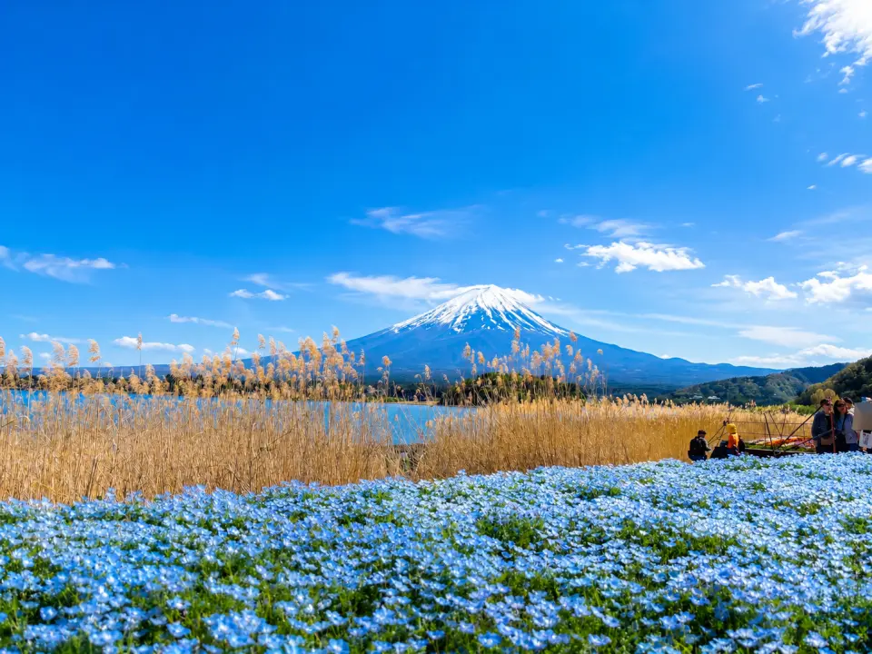 大石公園是欣賞富士山與湖景同框的絕佳景點。園內四季花卉盛開，春夏可欣賞繽紛花海與薰衣草，秋季則有迷人紅葉景色，搭配壯麗富士山形成絕美風景。園區步道寬敞悠閒，非常適合散步拍照，也是富士山周邊超人氣打卡景點之一。
