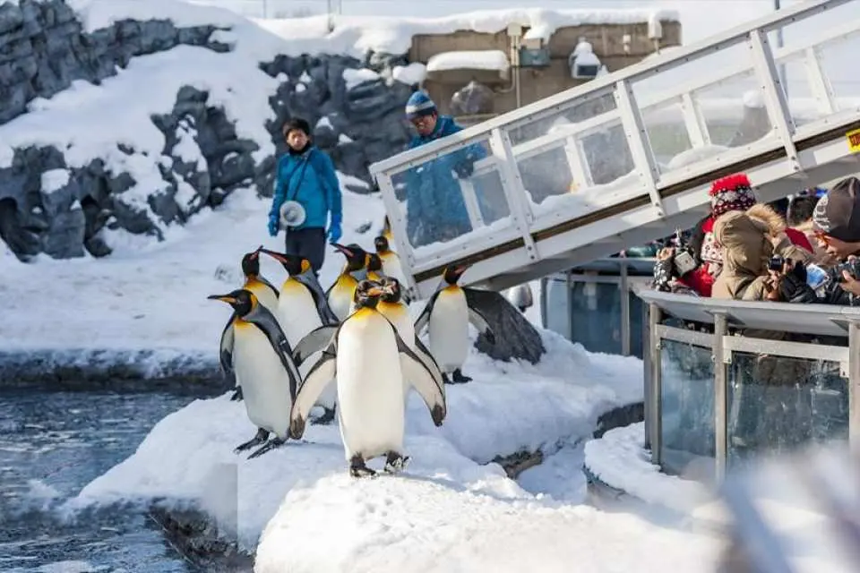 【旭川动物园】
旭川动物园是日本唯一能看到北极熊、企鹅等雪国动物的动物园。在这里，你可以近距离观赏它们在雪地中的萌态。动物园内设有多个互动区，如企鹅散步、海豹喂食等，让你与动物们亲密接触。